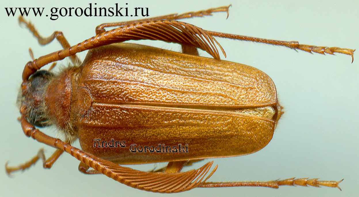 http://www.gorodinski.ru/cerambyx/Pogonarthron tschitscherini brunnescens.jpg